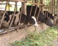 Development of dairy cattle in association with environmental protection