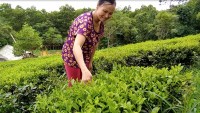 'Người phụ nữ rồ' xây hầm biogas lấy nước tưới cho vườn chè