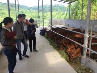 ảnh: Trang trại chăn nuôi bò của anh Lương Văn Khang, xã Trì Quang, huyện Bảo Thắng