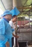 Thăm trại ông Vĩnh nuôi lợn chuồng sàn LCASP tại Phú Thọ