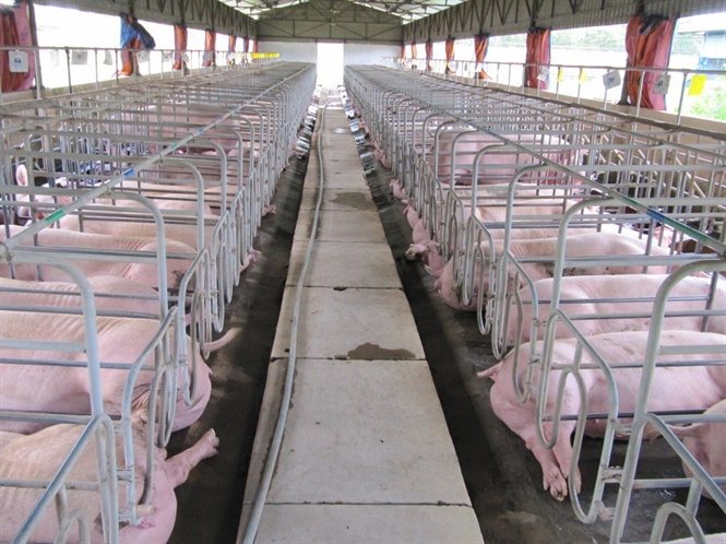 Hầu hết các trang trại chăn nuôi đều không thể đạt chuẩn theo QCVN 62