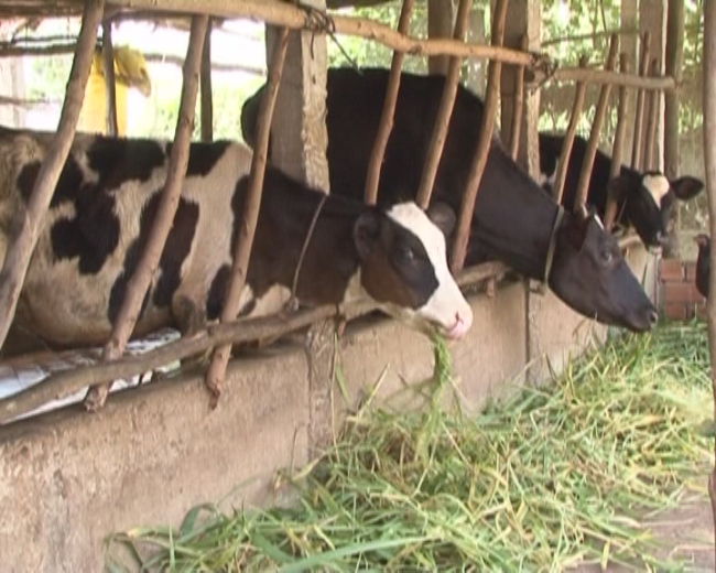 Phát triển bò sữa gắn với bảo vệ môi trường