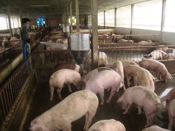 DA hỗ trợ nông nghiệp cacbon thấp góp phần giảm ô nhiễm trong chăn nuôi