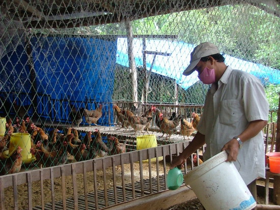 Chăn nuôi theo phương pháp an toàn sinh học: Có lợi về nhiều mặt