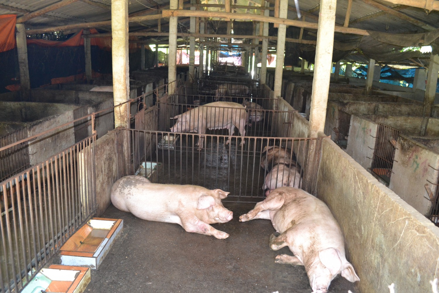 Đoàn khảo sát trang trại ông Lương Bá Hoành – TDP số 1, TT Phong Hải, Bảo 